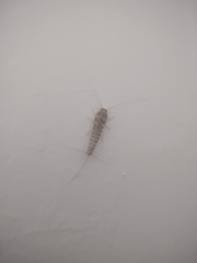 Lepismatidae