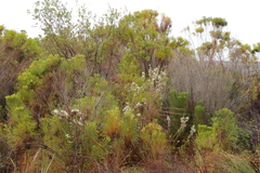 Erica perspicua
