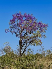Bolusanthus speciosus