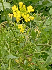 Sisymbrium officinale