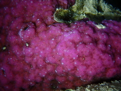 Montipora