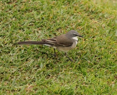 Motacilla capensis capensis