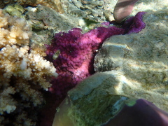 Montipora
