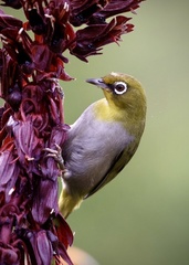 Zosterops virens capensis