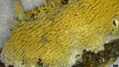 Radulomyces copelandii