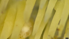 Radulomyces copelandii