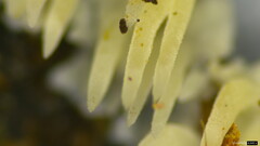 Radulomyces copelandii