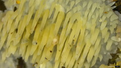 Radulomyces copelandii