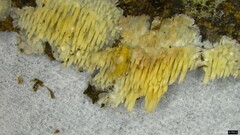 Radulomyces copelandii