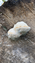 Neogastropoda