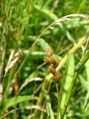 Carex leporina
