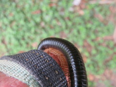 Doratogonus infragilis