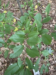 Rhamnaceae