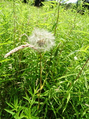 Tragopogon pratensis