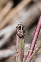 Maratus pavonis