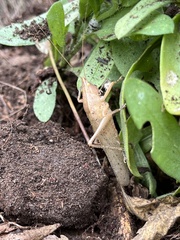 Pyrgocorypha uncinata