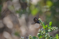 Paradejeania rutilioides