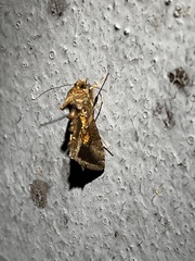 Argyrogramma verruca
