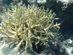 Acropora