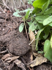 Pyrgocorypha uncinata