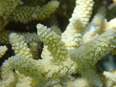 Acropora