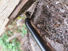 Doratogonus infragilis