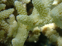 Acropora