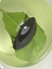 Hydrophilus triangularis