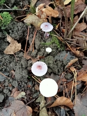 Inocybe lilacina