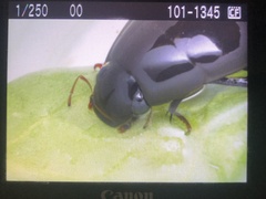 Hydrophilus triangularis