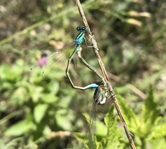 Ischnura pumilio
