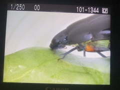 Hydrophilus triangularis