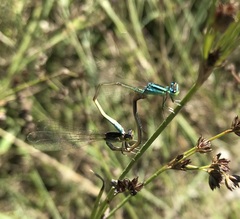 Ischnura pumilio
