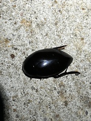 Hydrophilus ovatus
