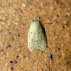 Eulechria convictella