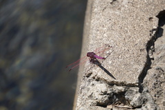 Trithemis annulata haematina