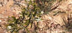 Wahlenbergia tenella