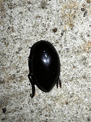 Hydrophilus ovatus