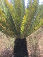 Encephalartos