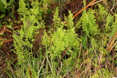 Thelypteris confluens