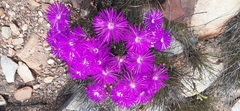 Lampranthus affinis