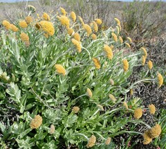 Helichrysum hebelepis