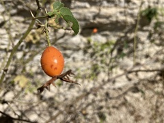 Rosa rubiginosa