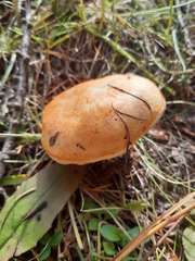 Lactarius porniniae