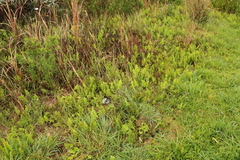 Thelypteris confluens