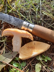 Lactarius porniniae