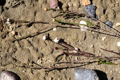 Euchaetis elsieae