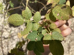 Rosa rubiginosa