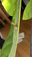 Entomophthora