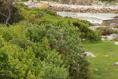 Podalyria calyptrata